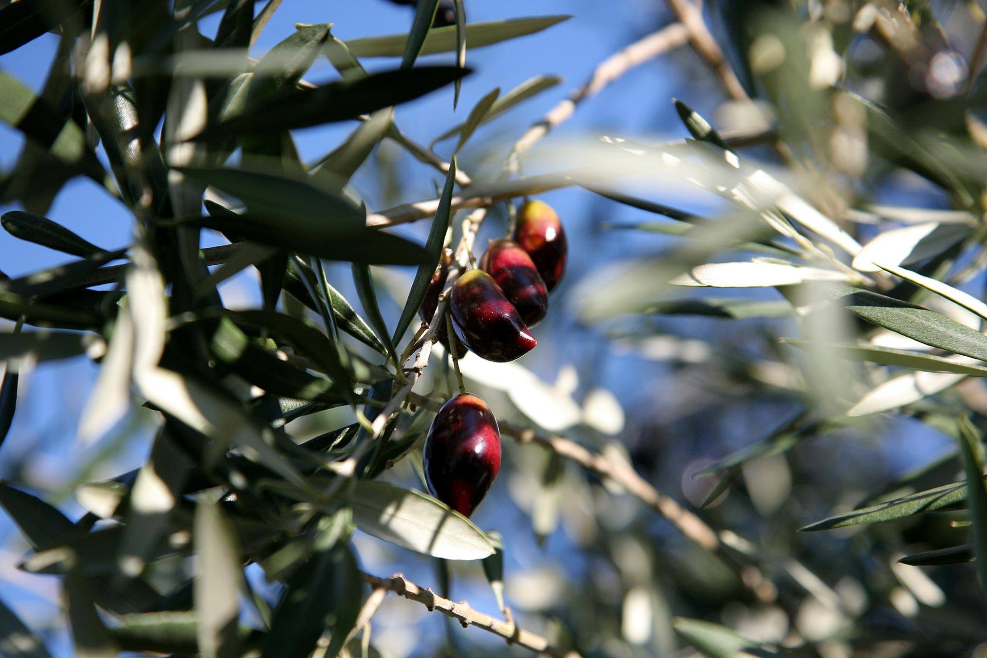 Local produce - olives and olive groves