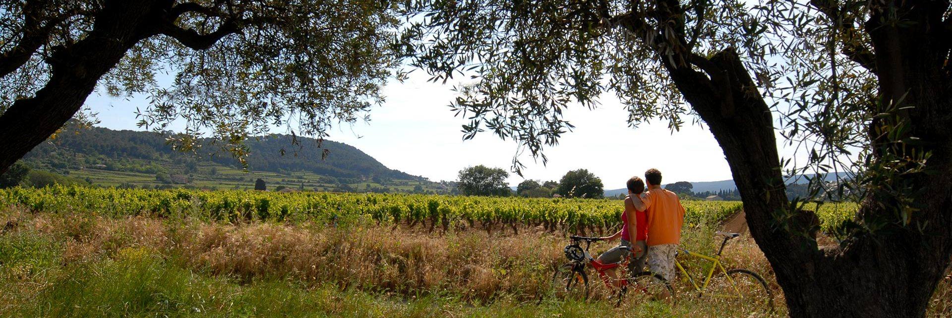 Bicycle in the Castellet vineyards