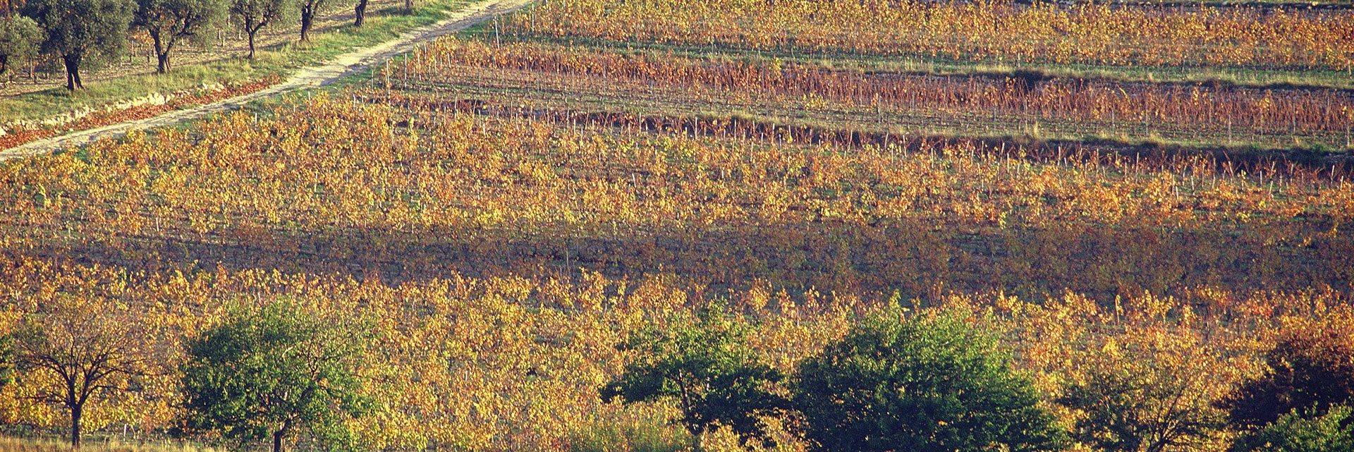 Vineyards and olive groves in autumn