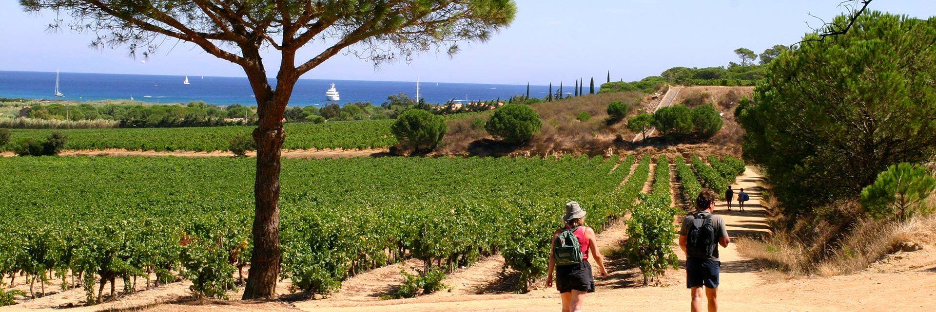 Walking between the vineyards and the sea - La Croix Valmer