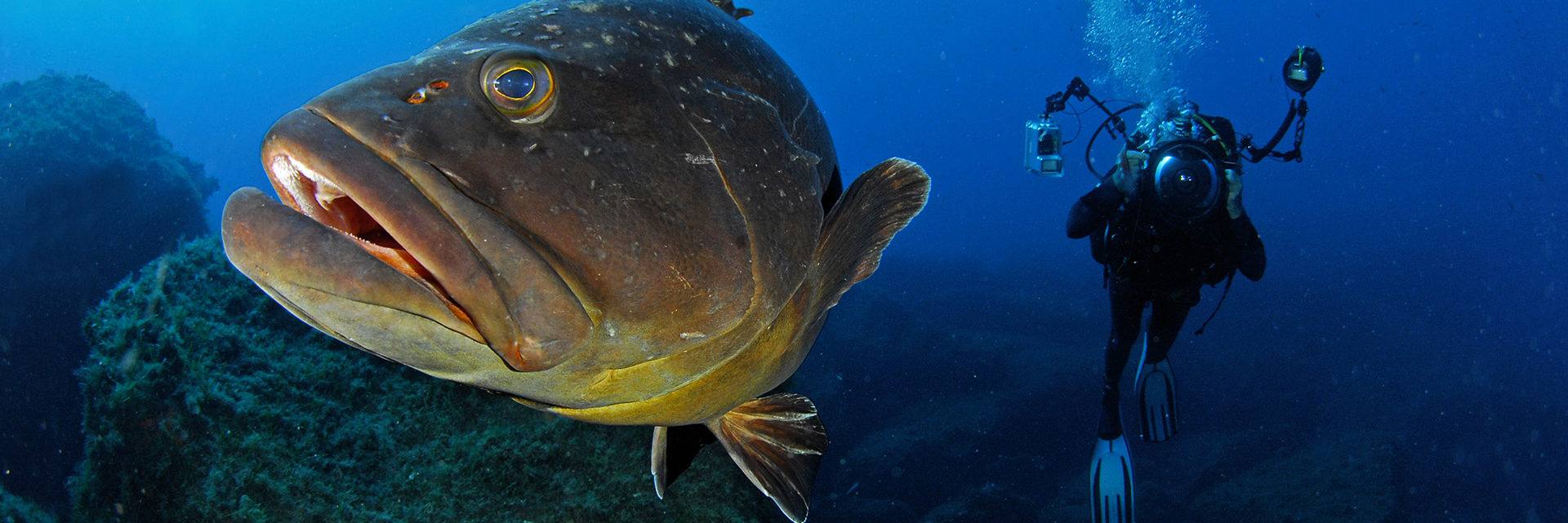 Brown grouper fish and diver